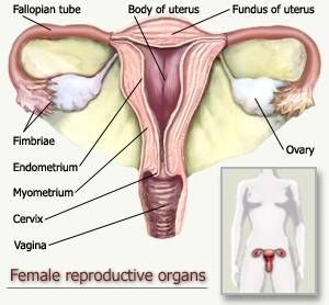 uterus.jpg